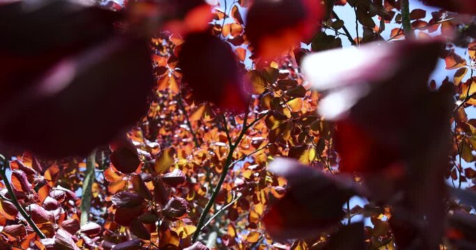 a red beech tree in the spring season, a beautiful red beech tree against the blue sky in spring
