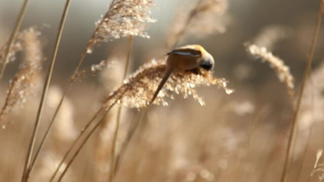 Bearded reedling balances on top of swaying phragmite feeding on seeds