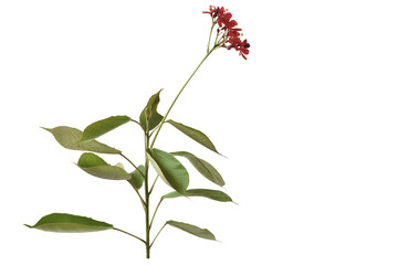 Pink flowers  and green leaf isolated on white background with path.Pink flowers