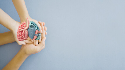 Adult and child hands holding anatomy lung, world tuberculosis day, lung cancer and COPD concept