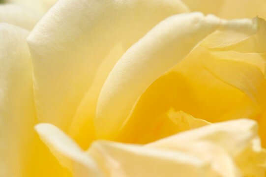 Soft cream yellow colored rose flower petal. Sunny outdoor close up macro photograph.