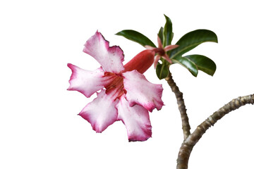 Pink flowers  and green leaf isolated on white background with path.Pink flowers