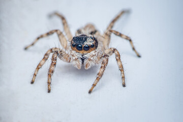 Close up a colorful jumping spider on cement floor, Selective focus, macro shot, Thailand.
