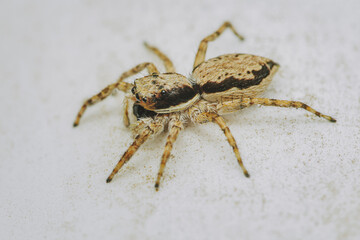 Close up a colorful jumping spider on cement floor, Selective focus, macro shot, Thailand.