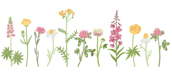 pink and yellow field flowers, vector drawing wild flowering plants isolated at white background, floral elements, hand drawn botanical illustration