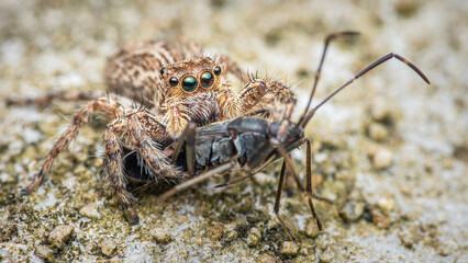 Jumping spider eating black prey on cement floor, Selective focus, Macro photo of insect.