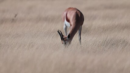 Antelope in Etosha National Park, Namibia, wildlife footage of the animals in their natural habitat