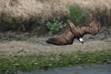 獲物を狙い急降下する猛禽類のミサゴ