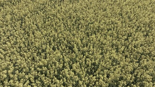 Color effect - Aerial low flight over a blooming rapeseed field from zero colors to normal saturation - straightly increasing yellow