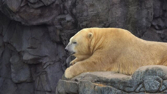Vulnerable animal species, polar bear, ursus maritimus laying down flat on the rock, wildlife habitat loss, climate change and global warming concept shot.