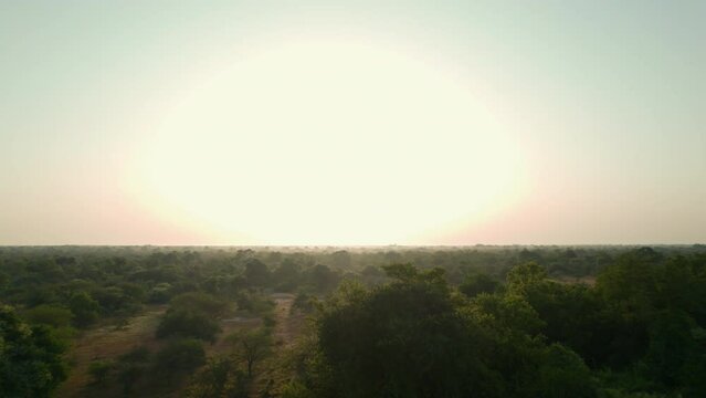 Aerial view of the forest at sunrise in the middle of Africa. Summer day in Chad after the rain season with green jungle next to the sand from a drone