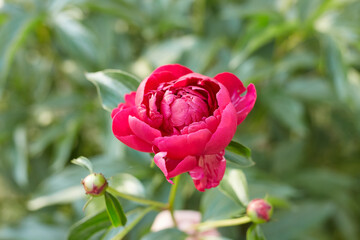 red rose in garden