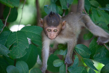 可愛いサル
