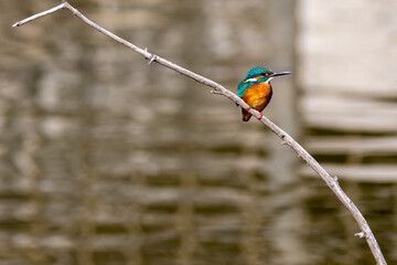 小枝に止まり餌を探すカワセミ