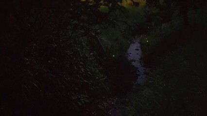 
Chiba, Japan - May 26, 2023: Japanese firefly or genjibotaru or Luciola cruciata flying over a brook in Isumi city, Chiba, Japan
