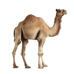 camel isolated on transparent background