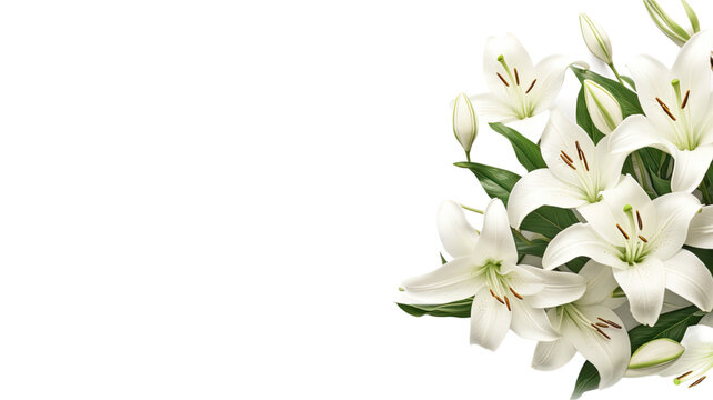 graceful lily petals as a frame border, isolated with negative space for layouts