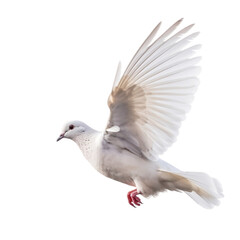white dove flying isolated in transparent background