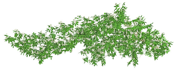 White rosa banksiae or Ivy green with leaf. Png transparency