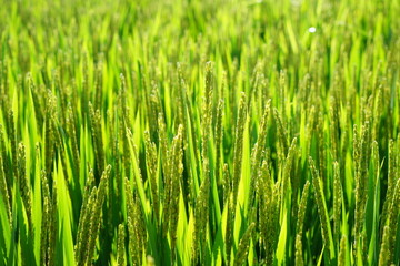 Fototapeta na wymiar Mature rice in rice field, The rice fields are under the blue sky.