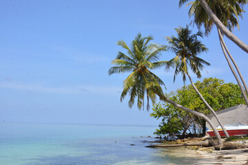 Plakat beach with palm trees
