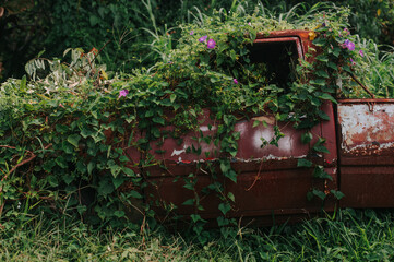 Fototapeta na wymiar Overgrown car. Old abandoned car in rust is absorbed by nature.