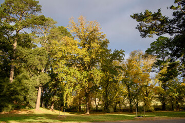 Naklejka premium Autumn Colours In Kyneton, Victoria, Australia