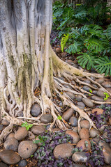 Gray Banyan Tree Trunk with Rounded Rocks and Green Ferns.