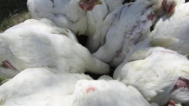 Extreme close up and slow motion of cluster of white broilers while feeding from container while being held in enclosure cage free organically raised for delicious meat.