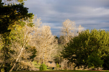 Obraz premium Autumn Colours In Kyneton, Victoria, Australia