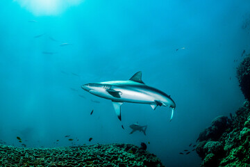 Fototapeta na wymiar shark and diver