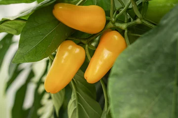 Gardinen Chilischoten yellow hot chili peppers  © wdnld