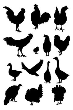 Collection silhouettes poultry. Vector illustration rooster, hen and chick, geese and turkeys. Isolated hand drawings on white background for design.