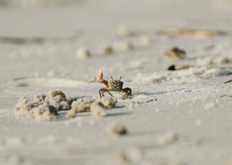 LITTLE FIDDLER CRABS