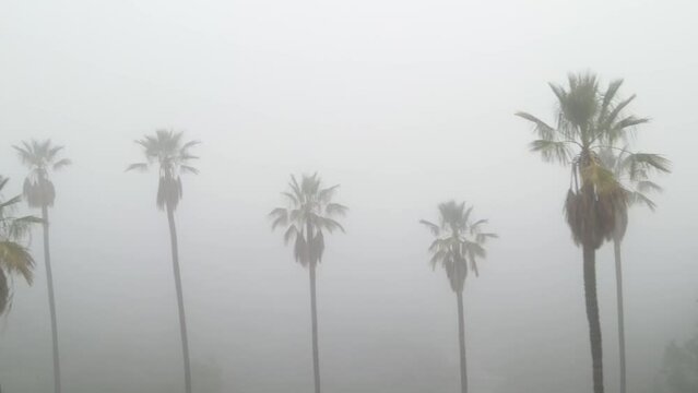 Aerial shot of a row of palm trees in thick morning fog.