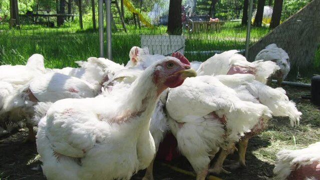 Slow motion of young white broilers being held in enclosure in the back yard farm cage free organically raised for upmost meat quality.