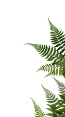 graceful fern fronds as a frame border, isolated with negative space for layouts
