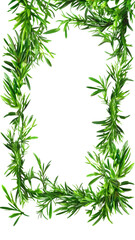 fragrant rosemary sprigs as a frame border, isolated with negative space for layouts