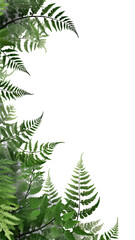 graceful fern fronds as a frame border, isolated with negative space for layouts