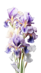 graceful iris blooms as a frame border, isolated with negative space for layouts