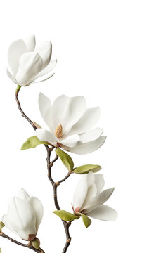majestic magnolia petals as a frame border, isolated with negative space for layouts