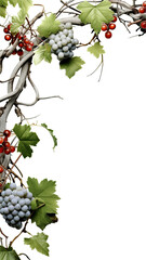 twisting grapevine branches as a frame border, isolated with negative space for layouts