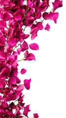vibrant bougainvillea petals as a frame border, isolated with negative space for layouts