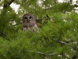Barred Owl Perched in a Bald Cypress Tree at Lake Martin, near Breaux Bridge, Louisiana