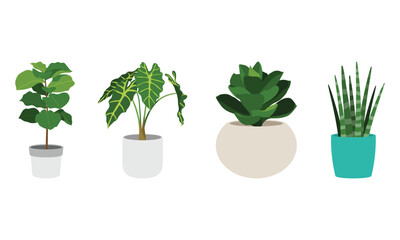 Set of different indoor plant in a pot