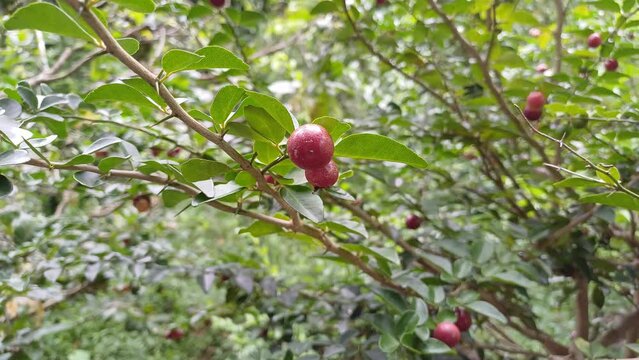 Lime berry or Limeberry or Triphasia trifolia in the garden, in Mekong Delta Vietnam