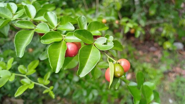 Lime berry or Limeberry or Triphasia trifolia in the garden, in Mekong Delta Vietnam