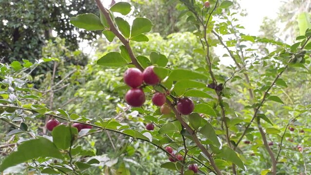Lime berry or Limeberry or Triphasia trifolia in the garden, in Mekong Delta Vietnam