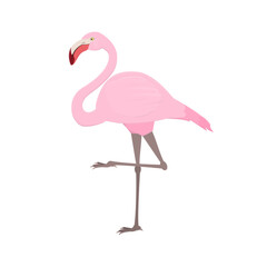 Flamingo. Pink flamingo bird, vector illustration