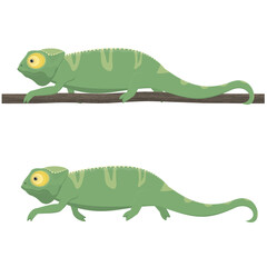 Chameleon. Animal lizard, vector illustration